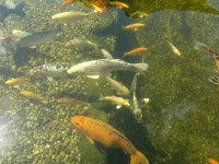 /album/stavba-jazierka-25-000l/a2016-08-02-7825-jpg/