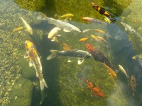 /album/stavba-jazierka-25-000l/a2016-08-02-7827-jpg/