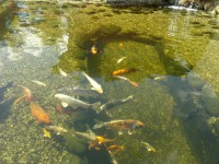 /album/stavba-jazierka-25-000l/a2016-08-02-7828-jpg/