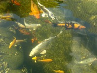 /album/stavba-jazierka-25-000l/a2016-08-02-7829-jpg/