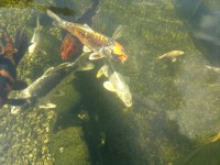 /album/stavba-jazierka-25-000l/a2016-08-02-7831-jpg/