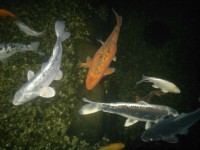 /album/stavba-jazierka-25-000l/a2016-09-29-8406-jpg1/