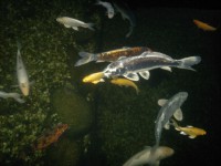 /album/stavba-jazierka-25-000l/a2016-09-29-8407-jpg1/