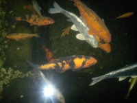 /album/stavba-jazierka-25-000l/a2016-09-29-8409-jpg1/