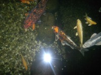 /album/stavba-jazierka-25-000l/a2016-09-29-8413-jpg1/