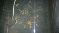 /album/fotogaleria/a2018-04-15-0198-jpg/